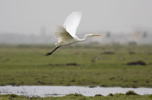 Grotezilverreiger061207